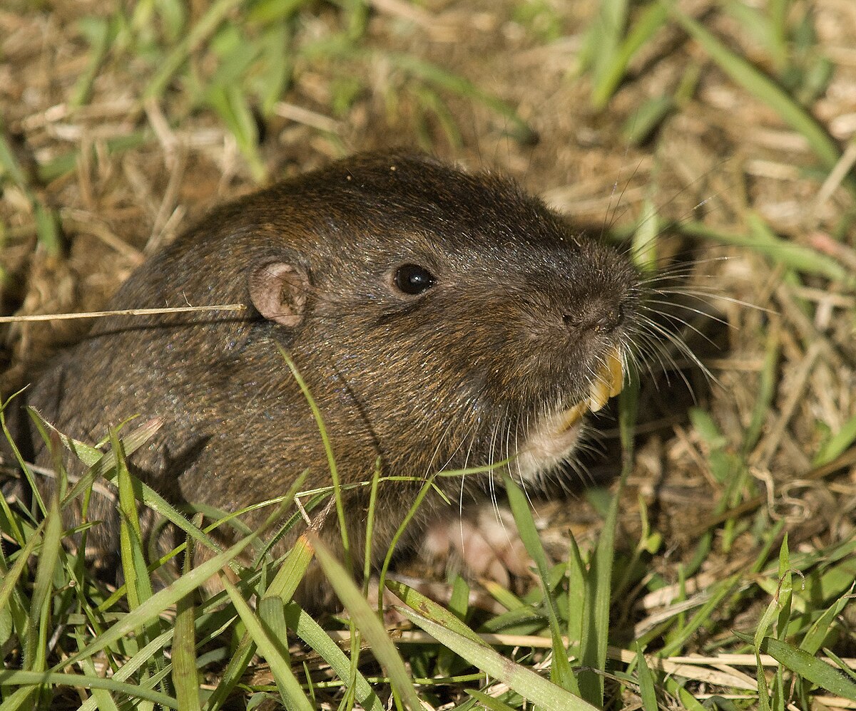 Thomomys bottae
