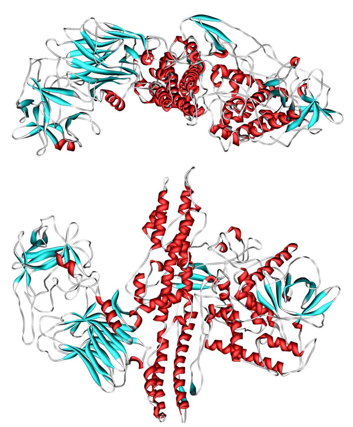 Toxine botulique