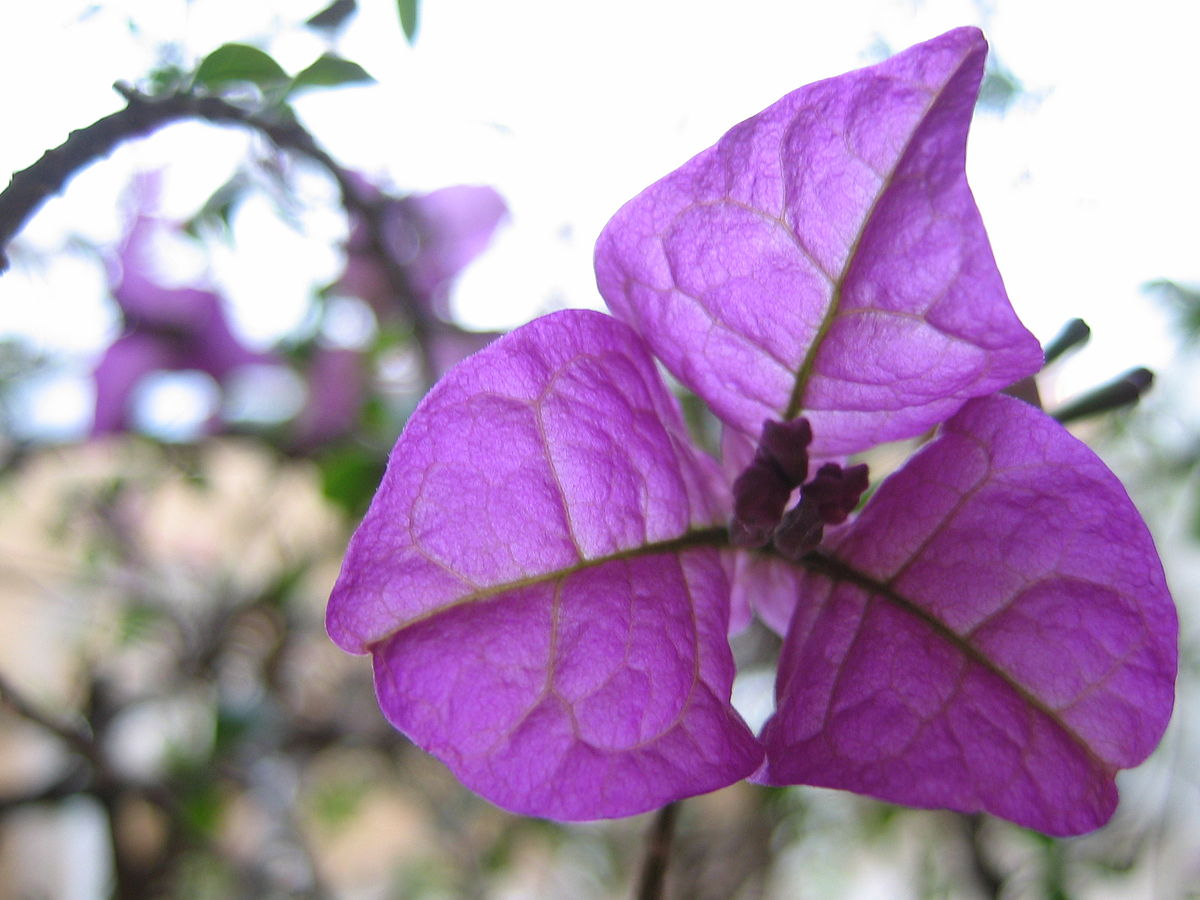 Bougainvillée