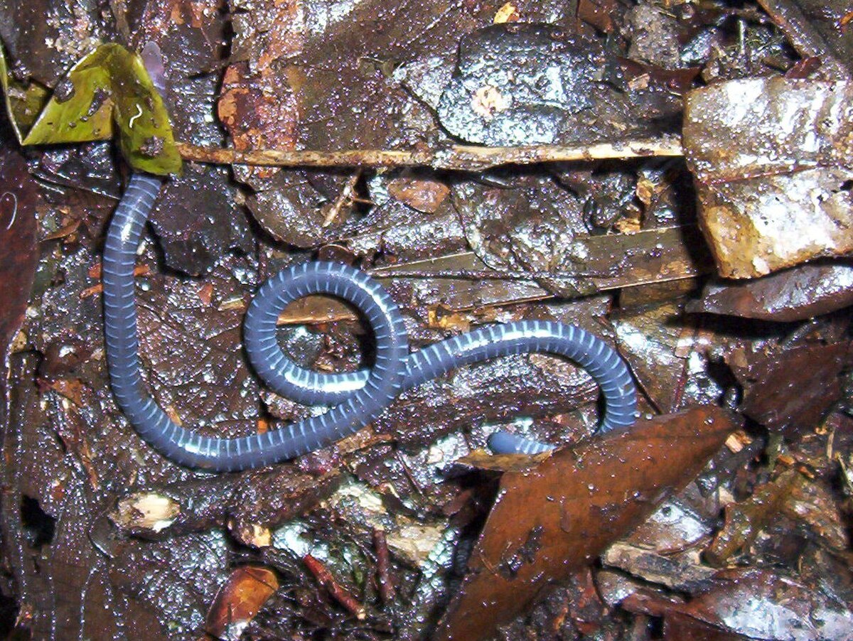 Caeciliinae