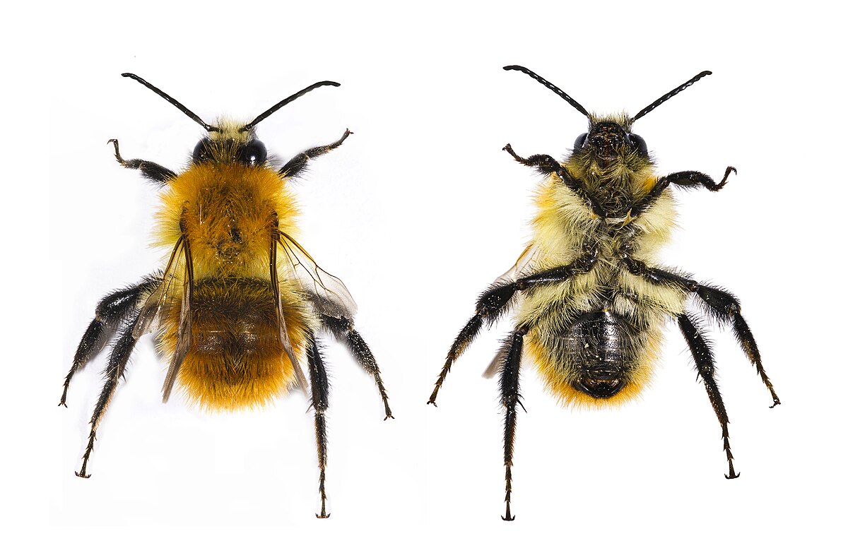 Bombus pascuorum