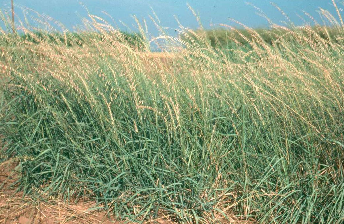 Bouteloua