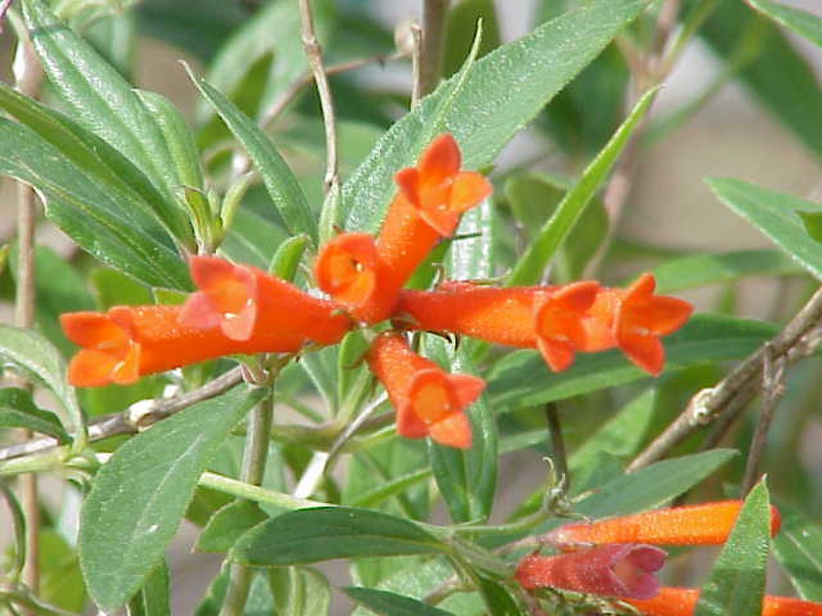 Rubiaceae