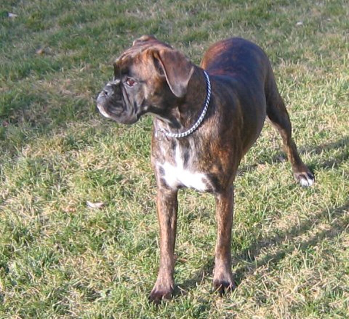 Boxer (chien)
