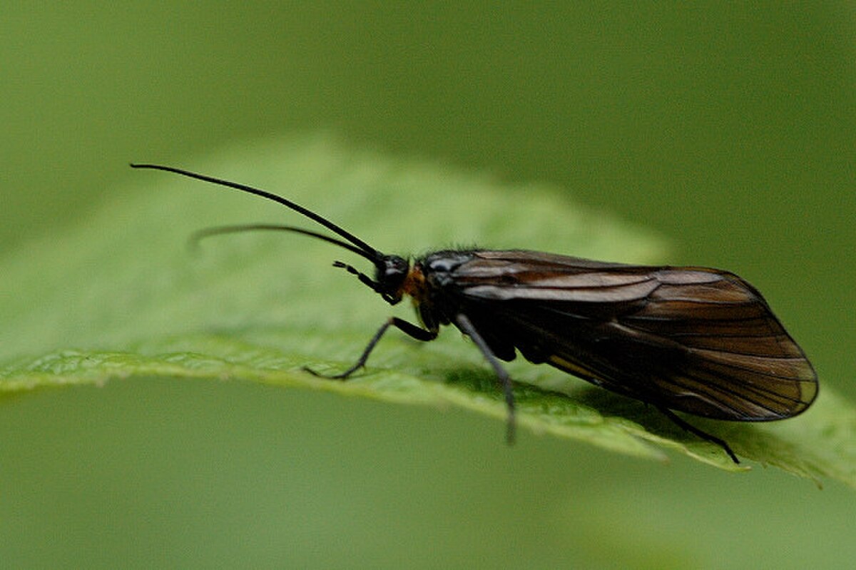 Brachycentrus