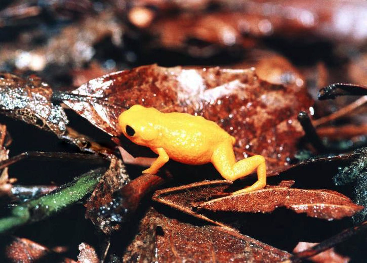 Brachycephalus ephippium