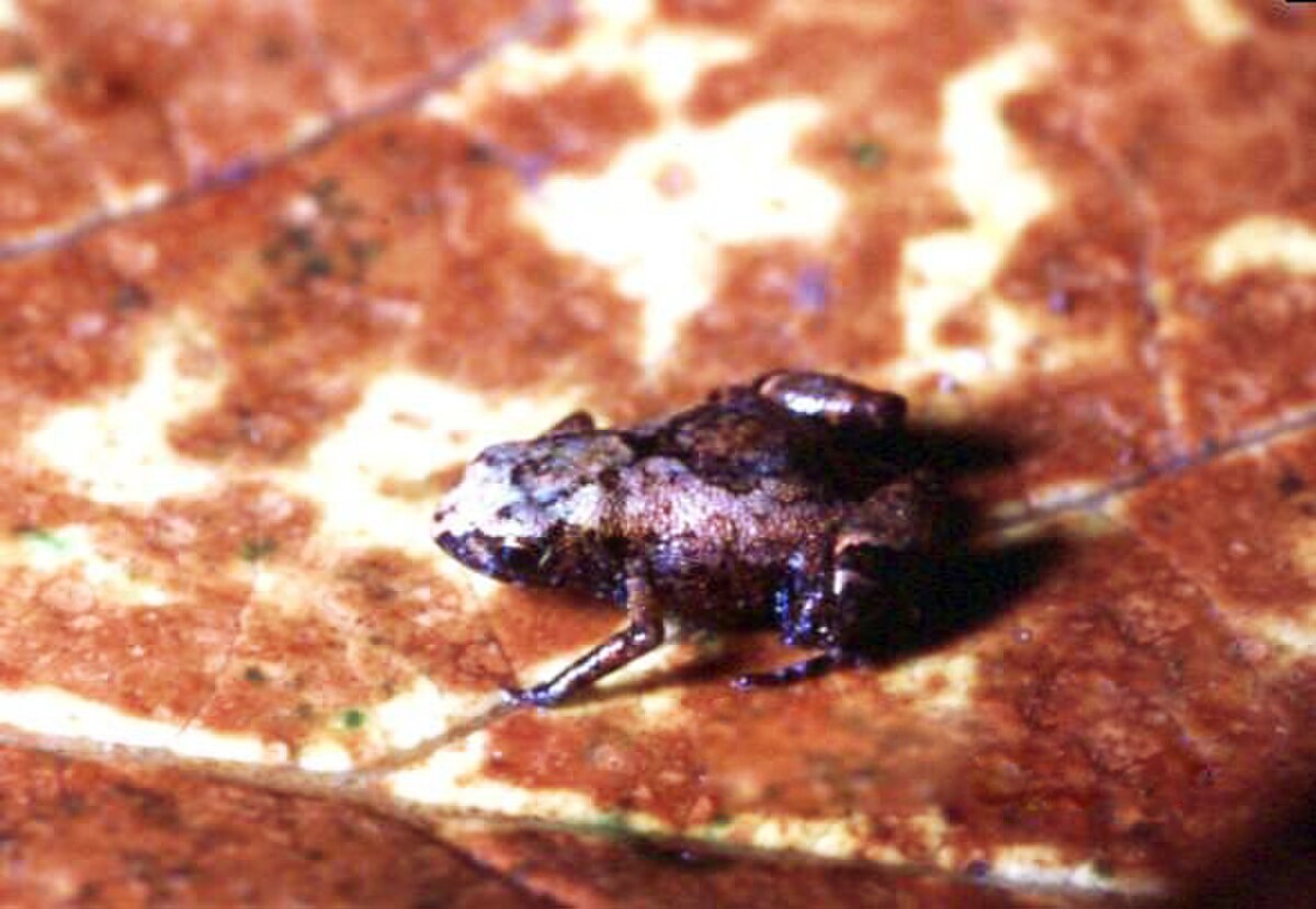 Brachycephalus hermogenesi