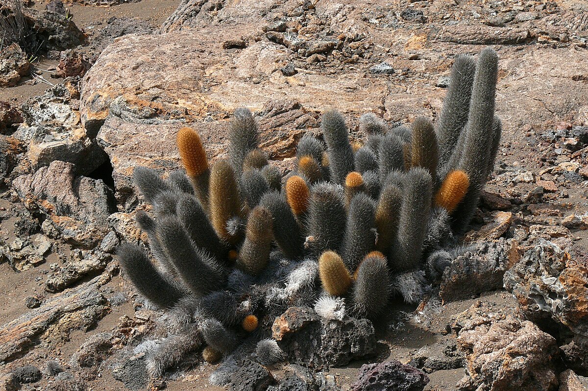 Brachycereus nesioticus