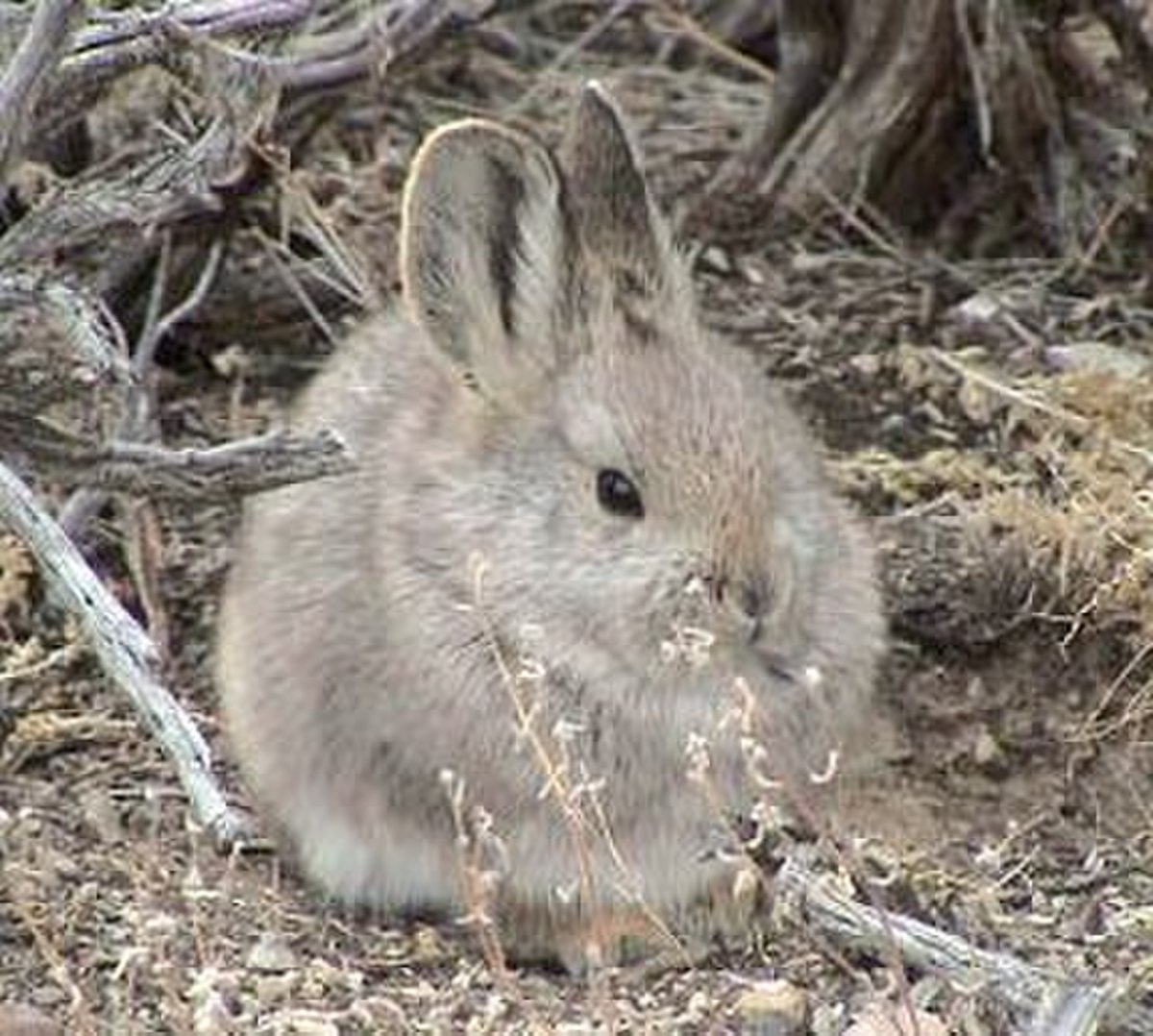 Brachylagus idahoensis