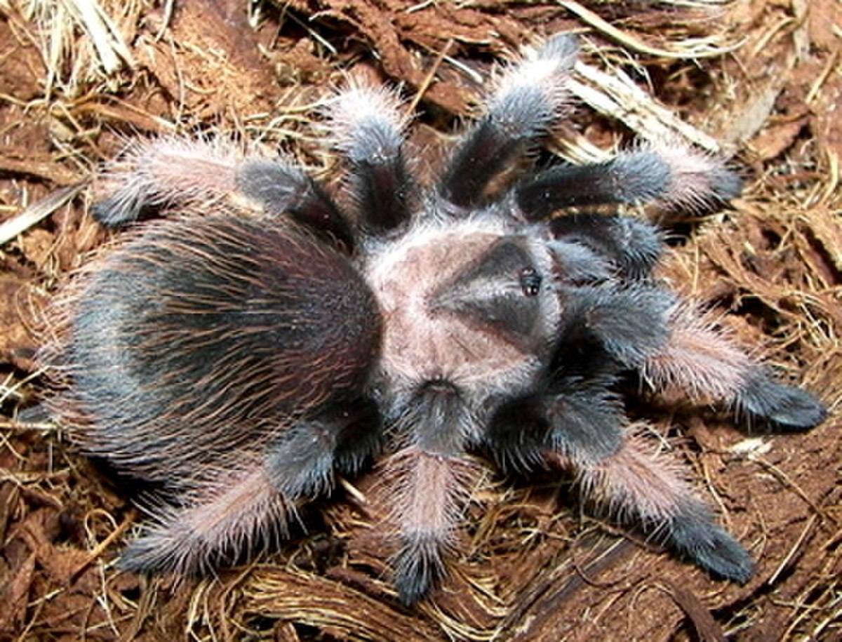Brachypelma emilia