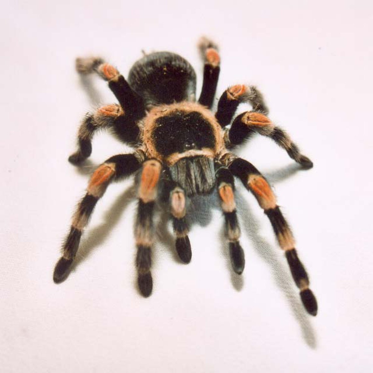 Brachypelma