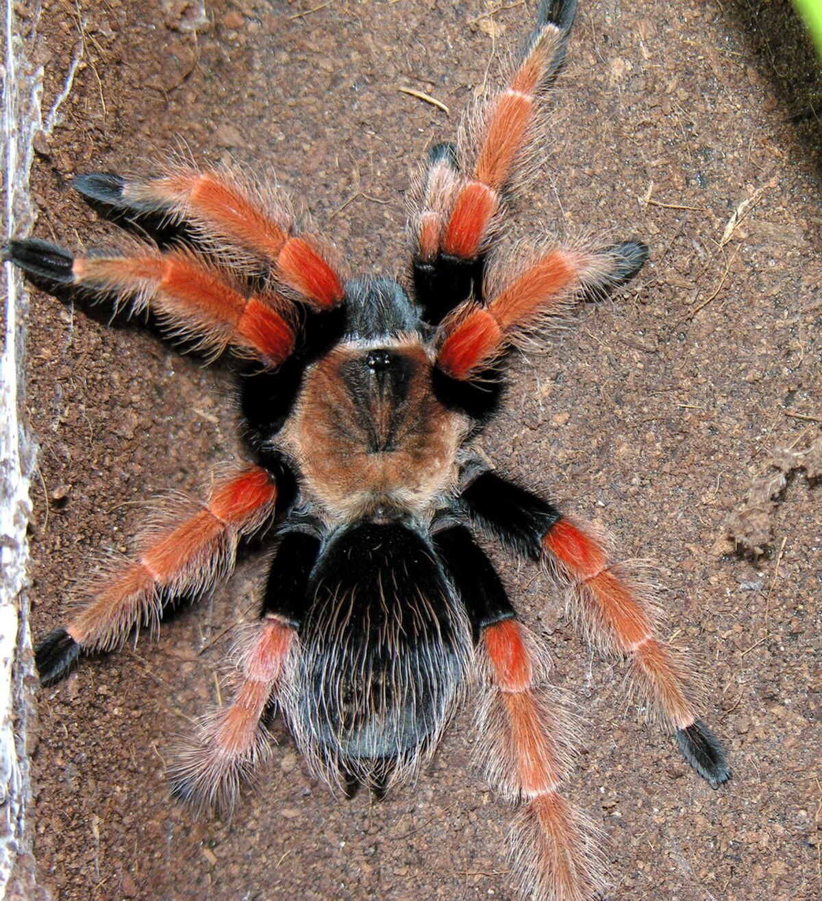 Brachypelma boehmei