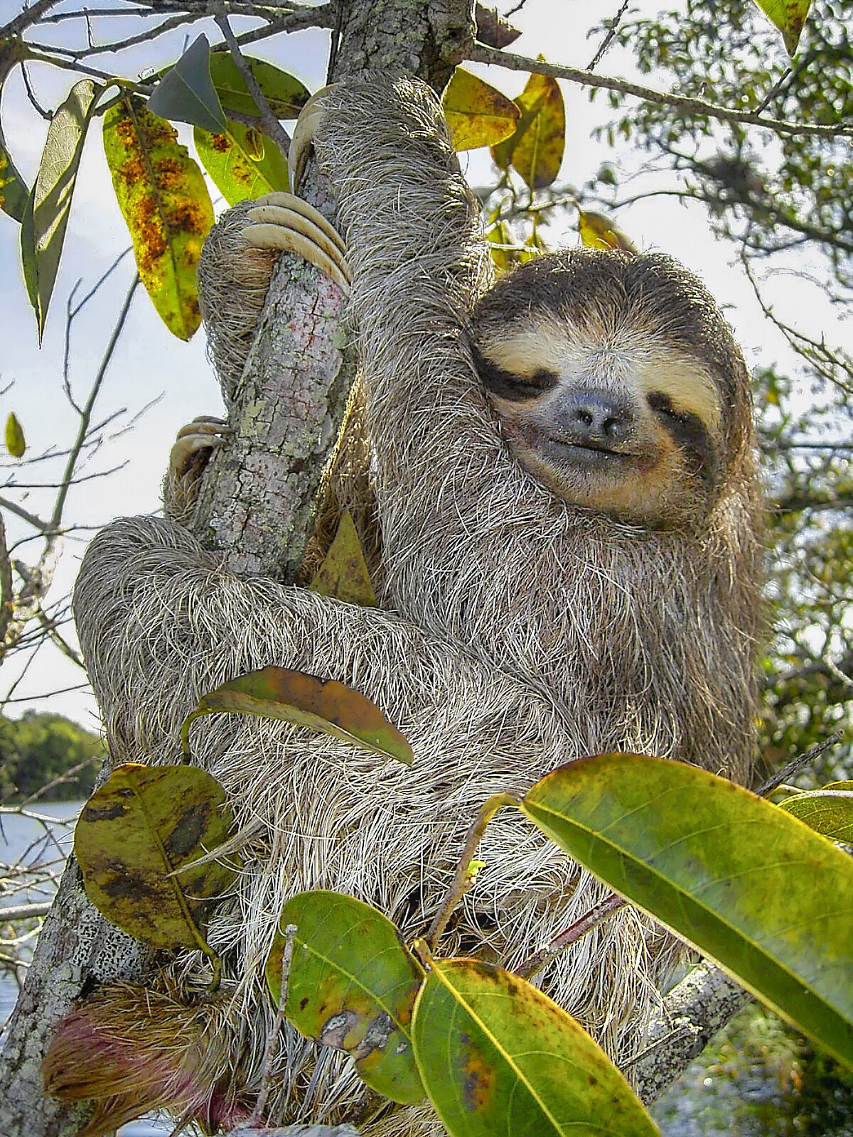 Bradypus infuscatus