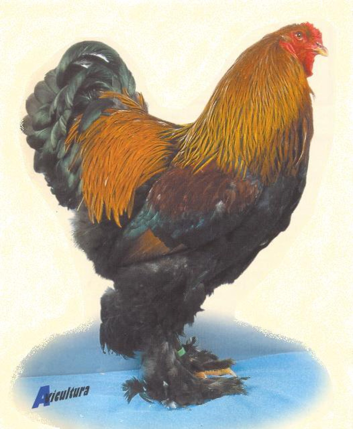 Brahma (race de poule)