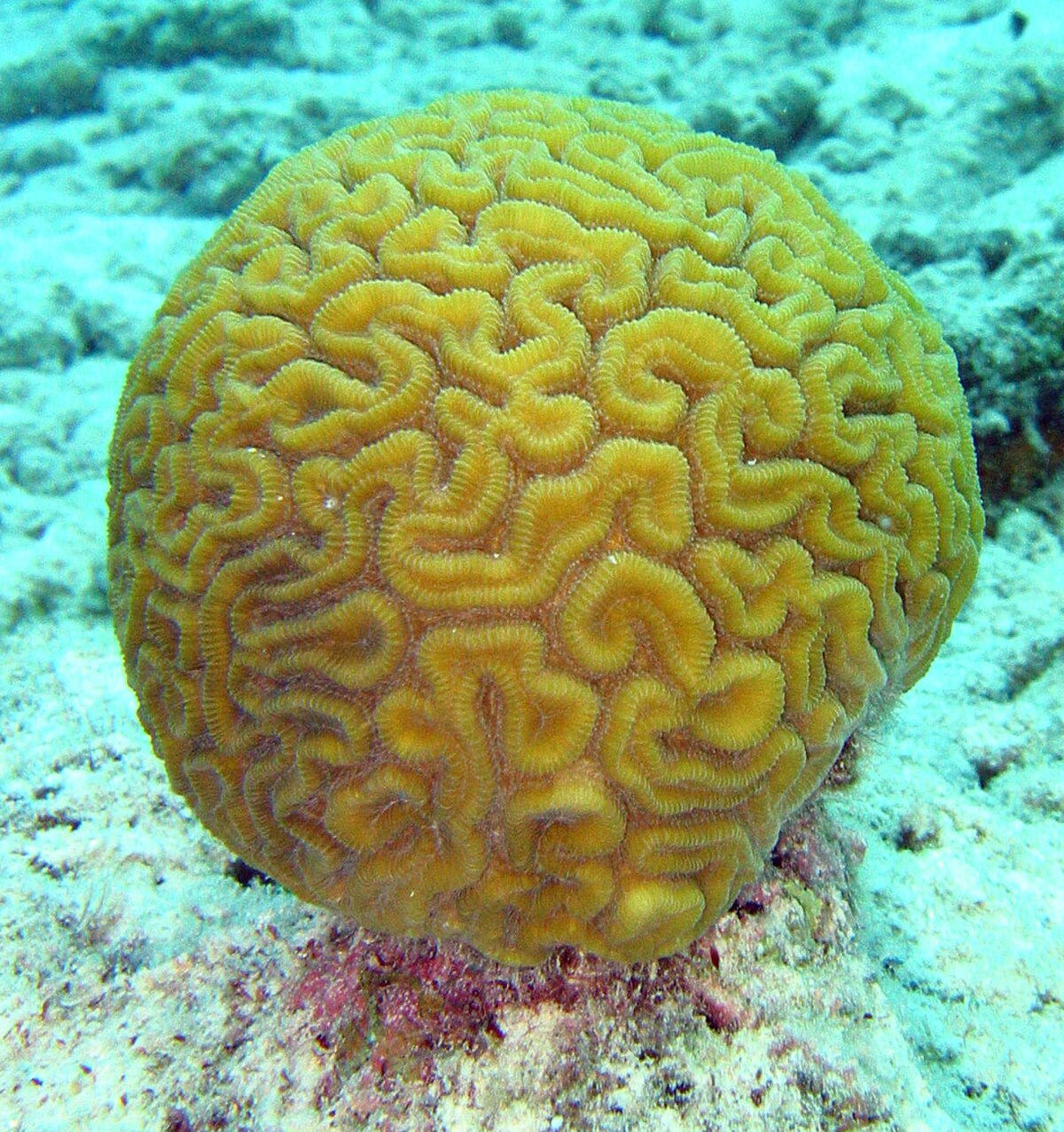 Corail