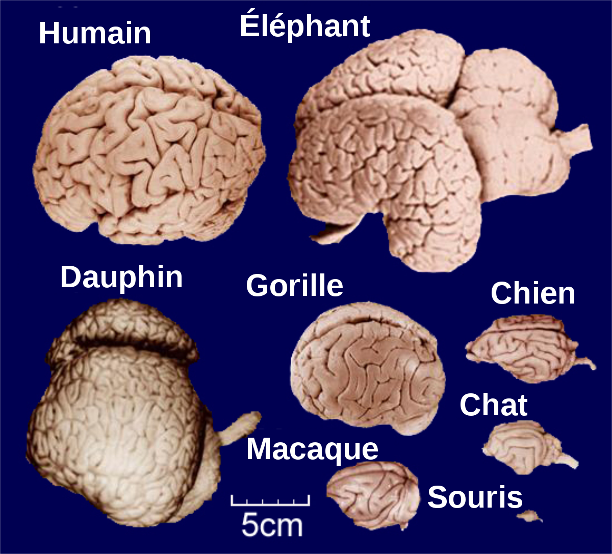 Intelligence animale
