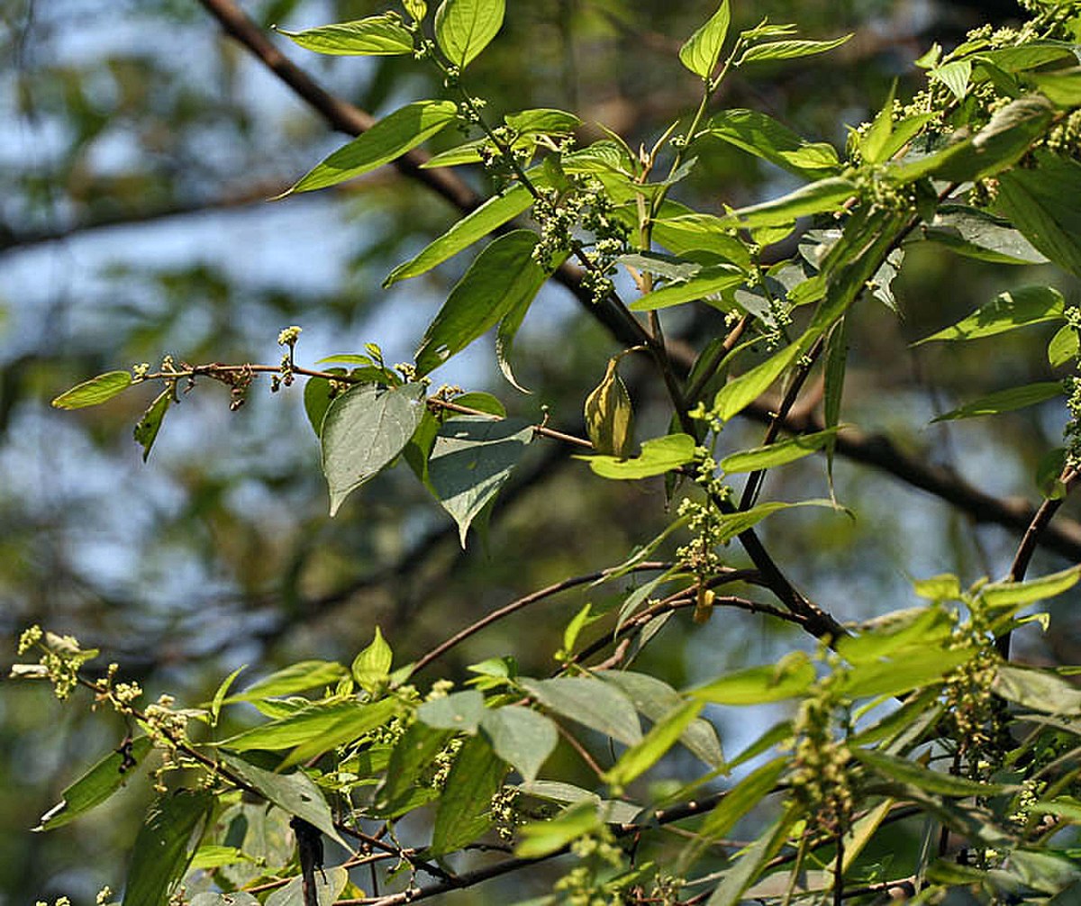 Trema