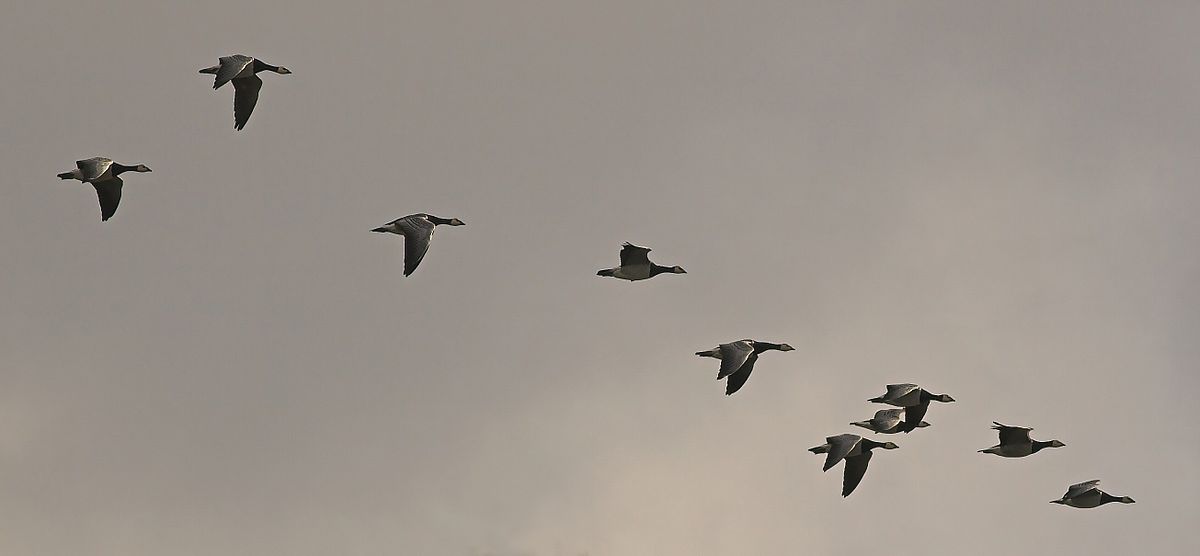 Migration des oiseaux