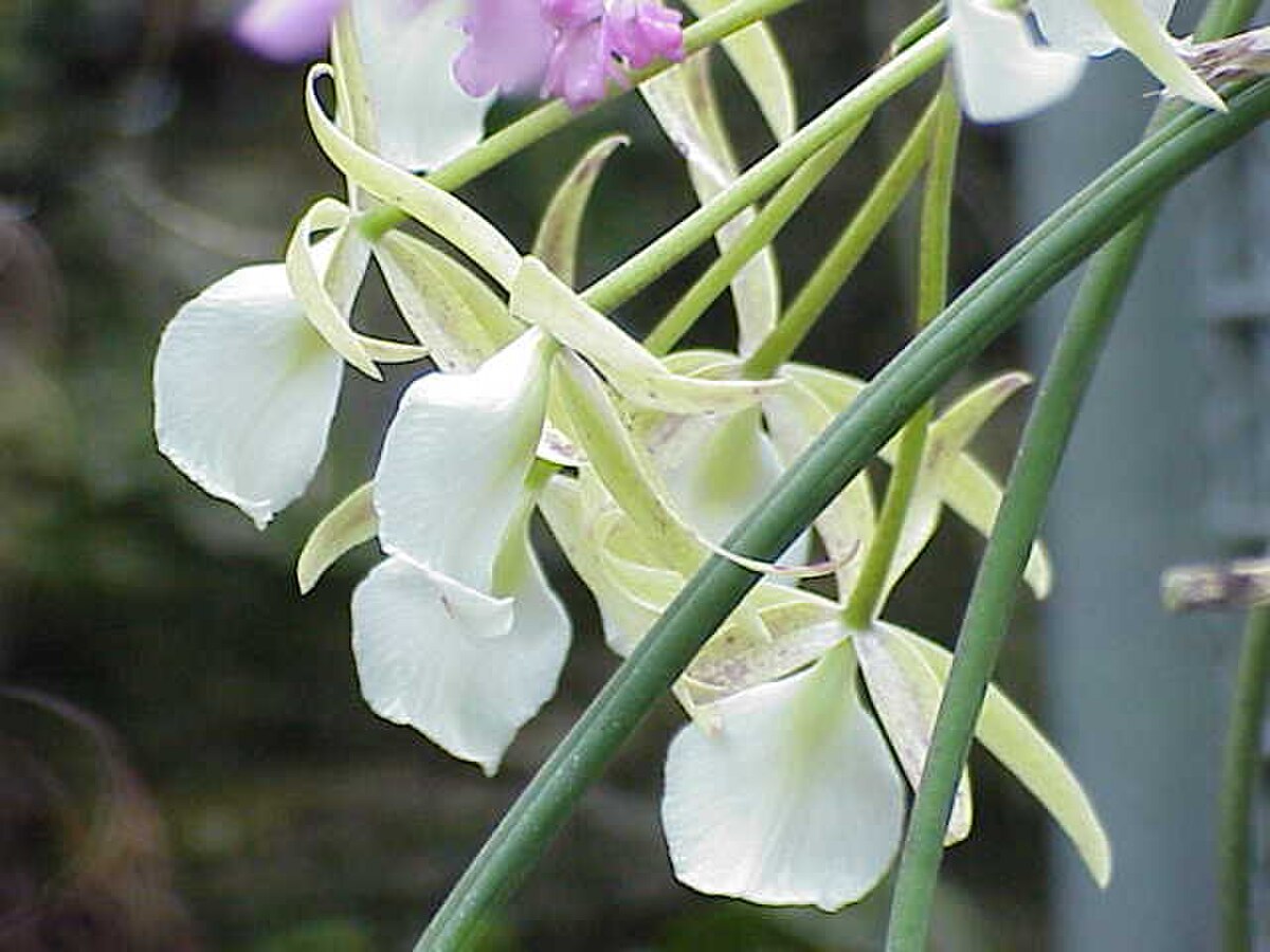 Brassavola