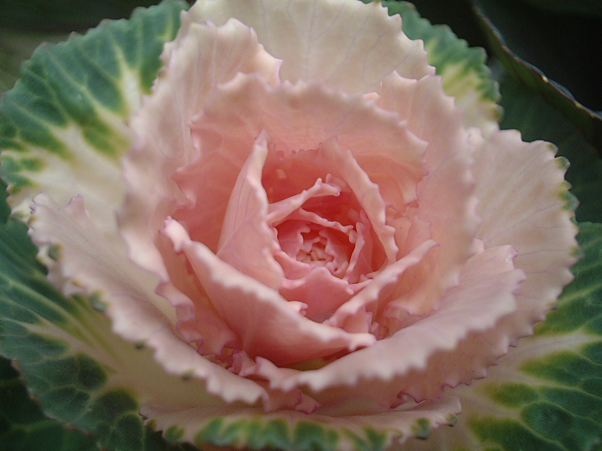 Brassica
