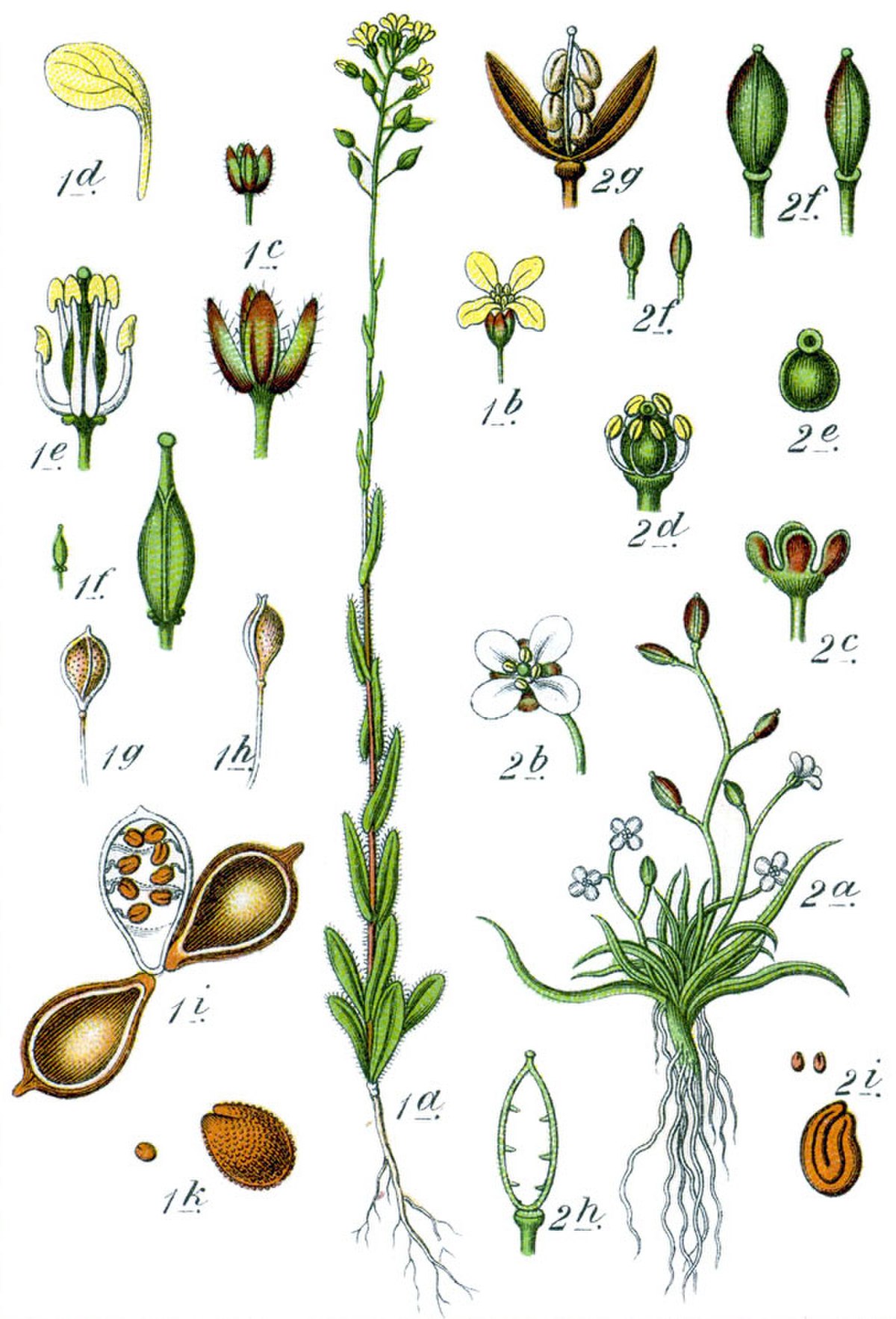 Camelina sativa