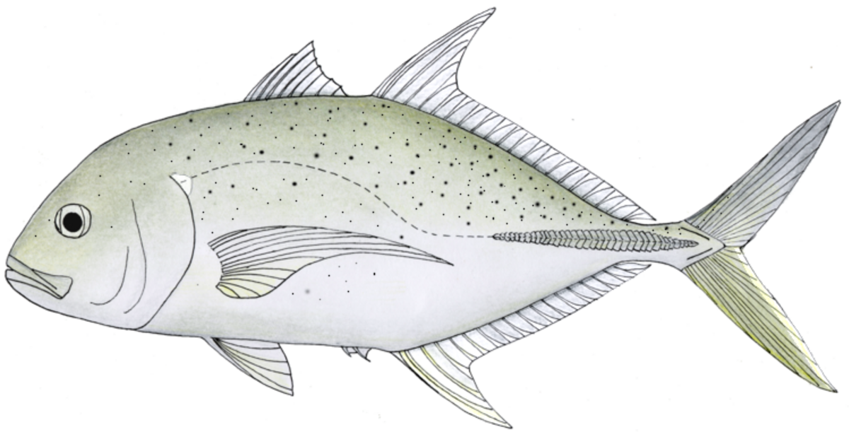 Caranx papuensis