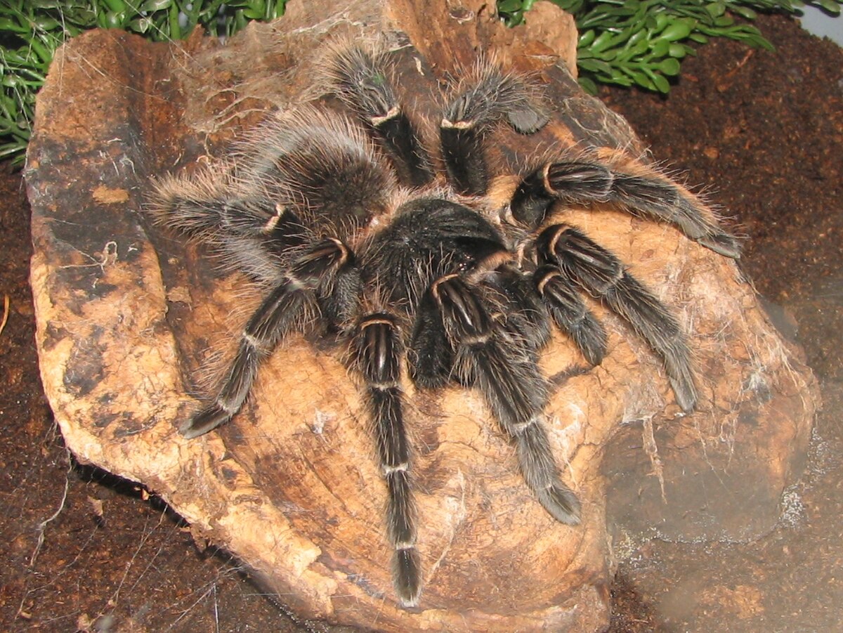 Theraphosinae