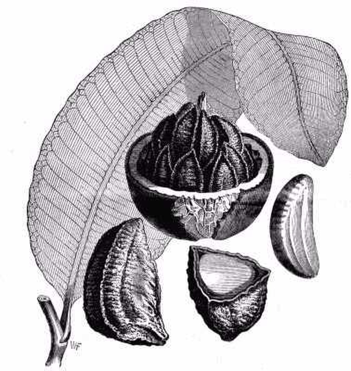 Bertholletia excelsa