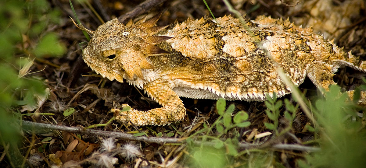 Phrynosoma solare