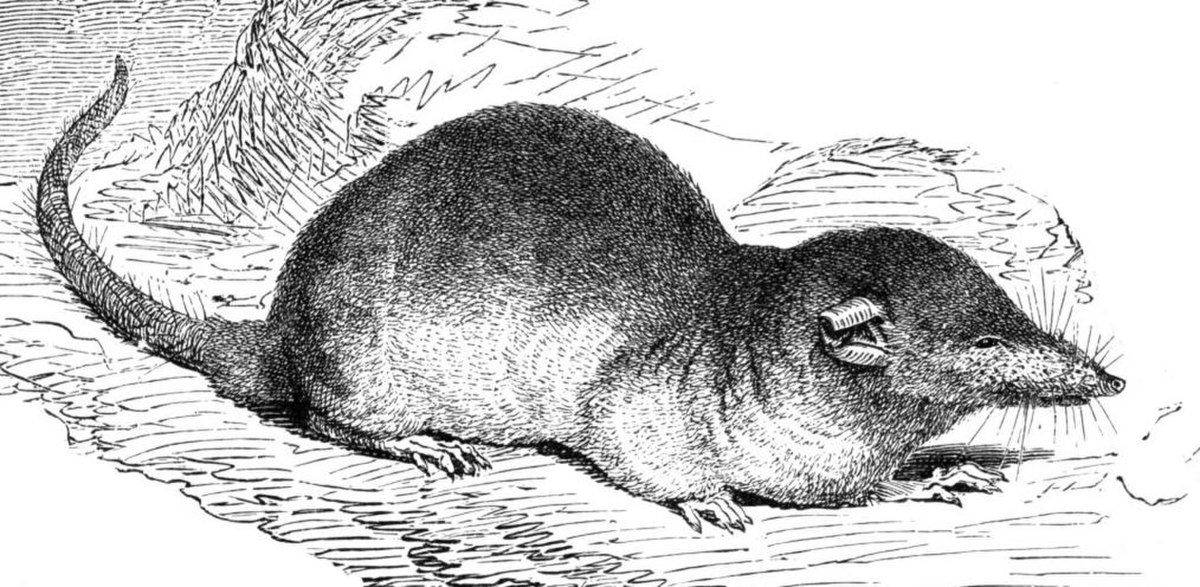 Crocidura russula