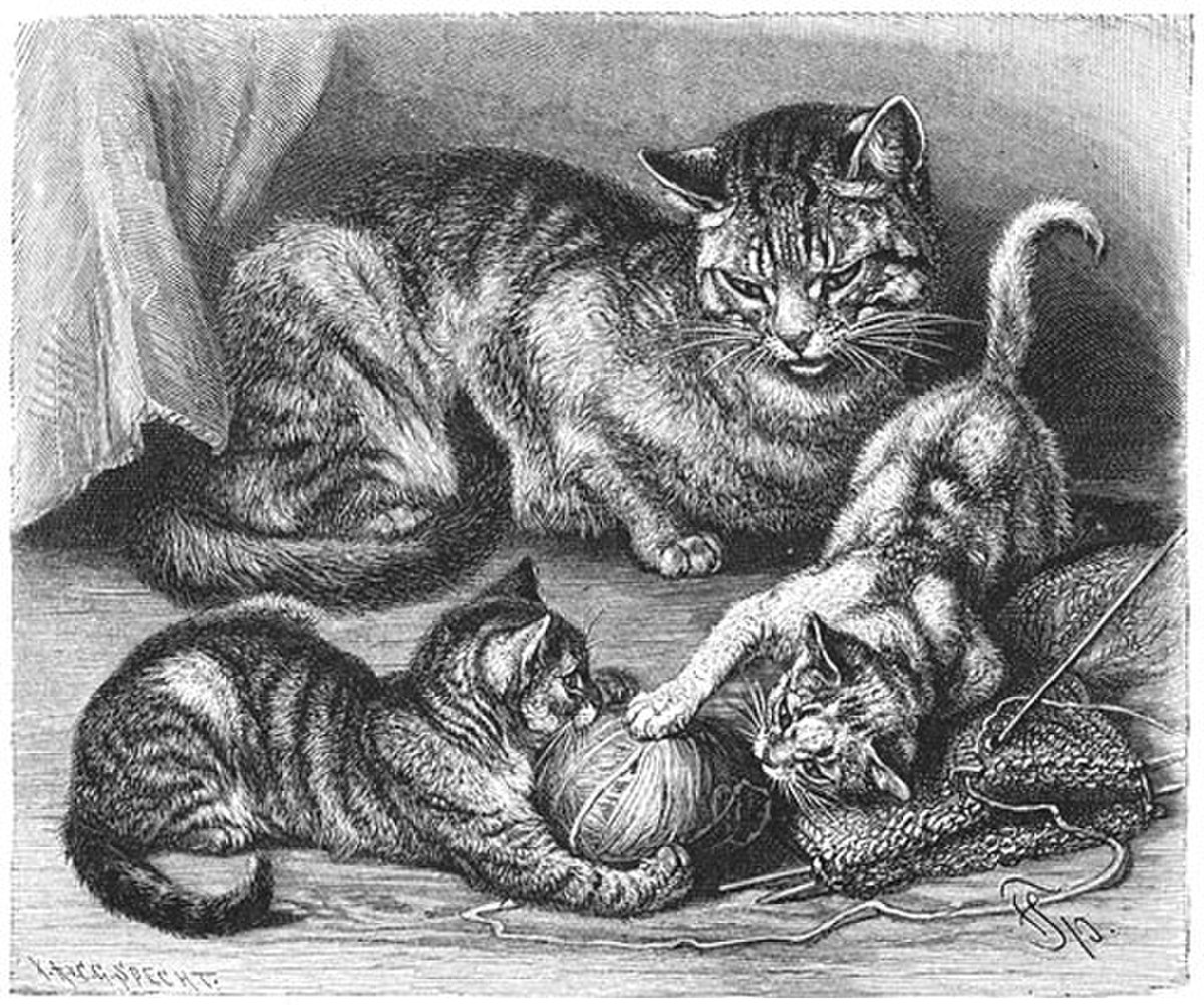 Histoire du chat