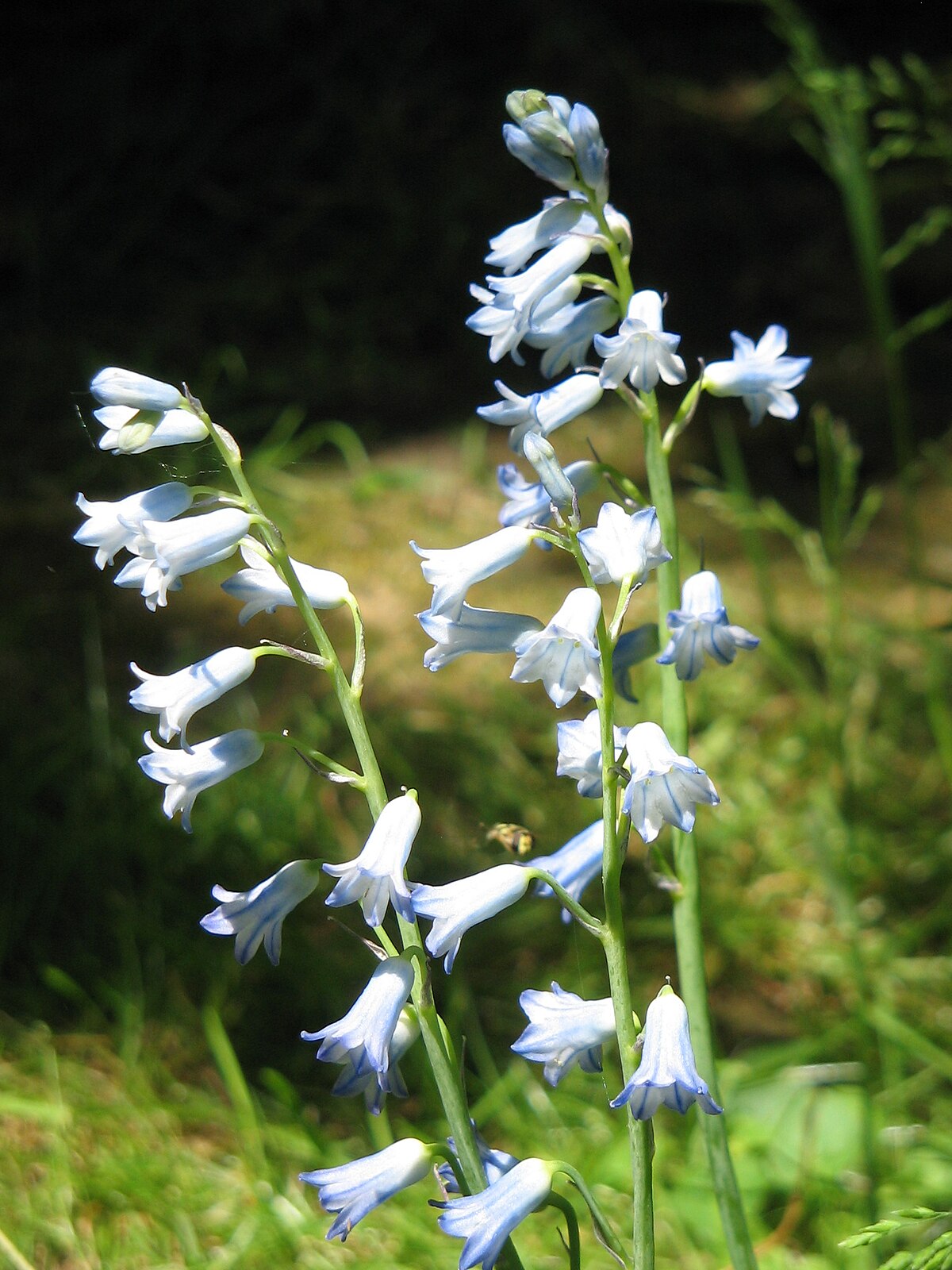 Jacinthe améthyste