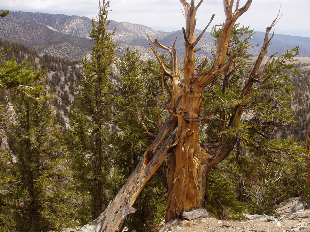 Arbre