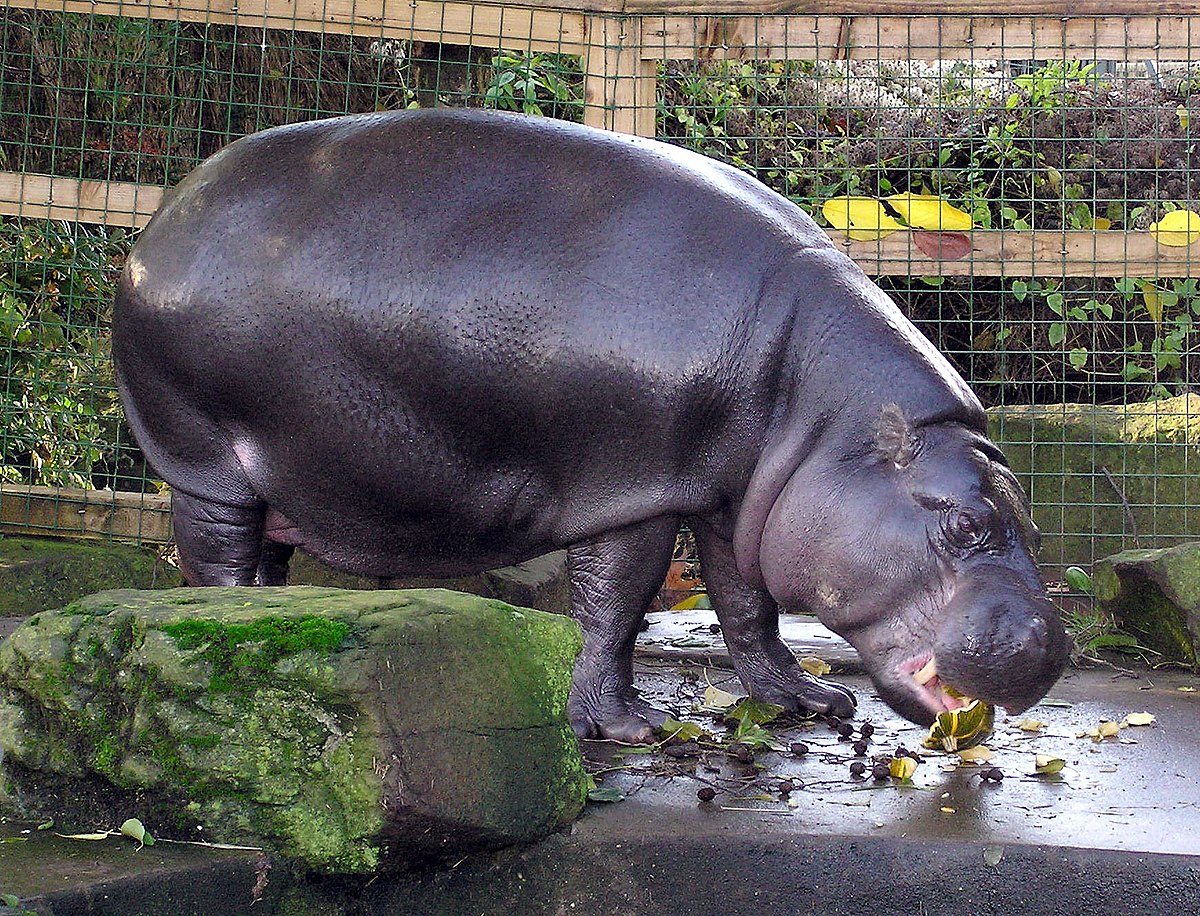 Hexaprotodon liberiensis