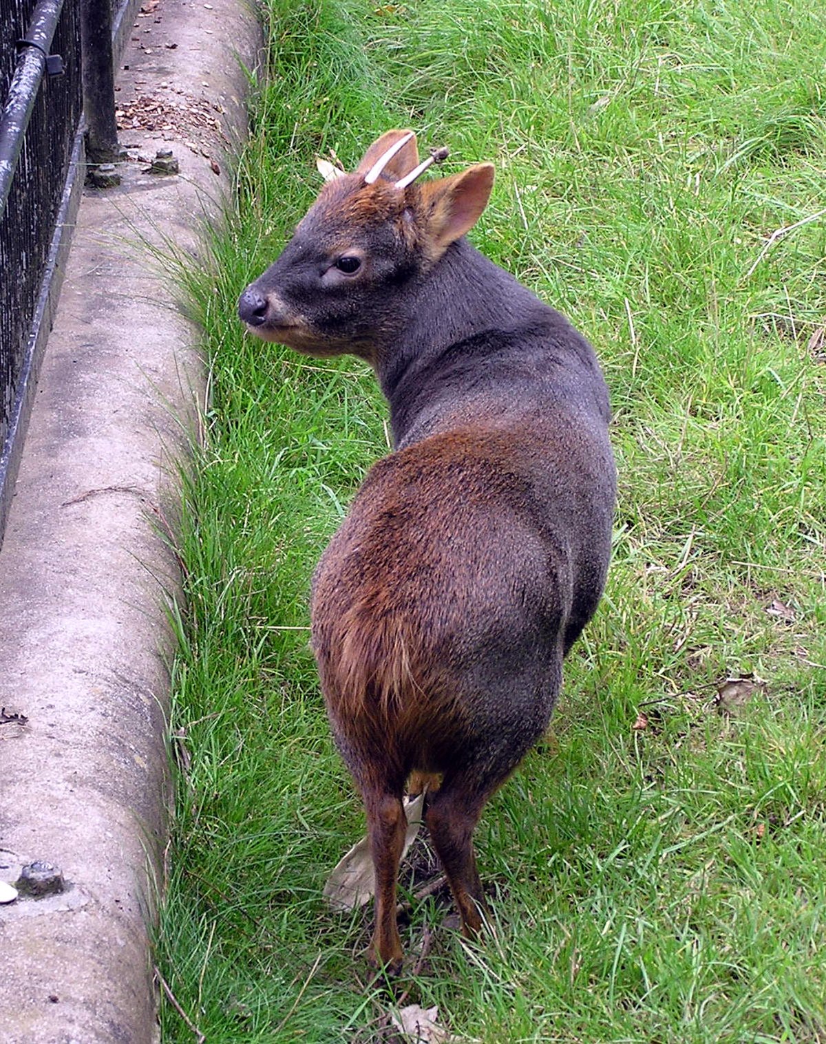 Pudu puda