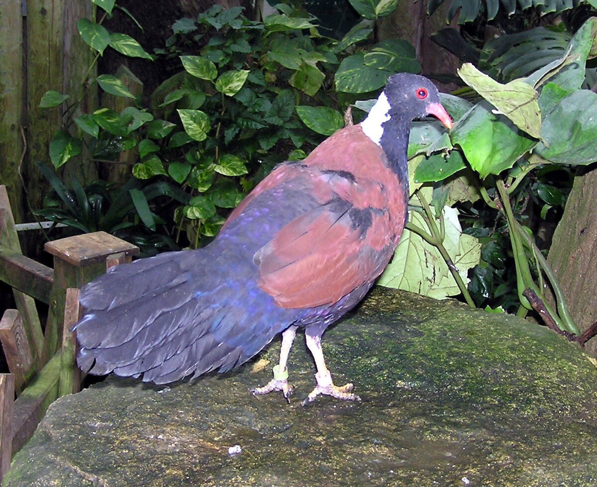 Otidiphaps noble