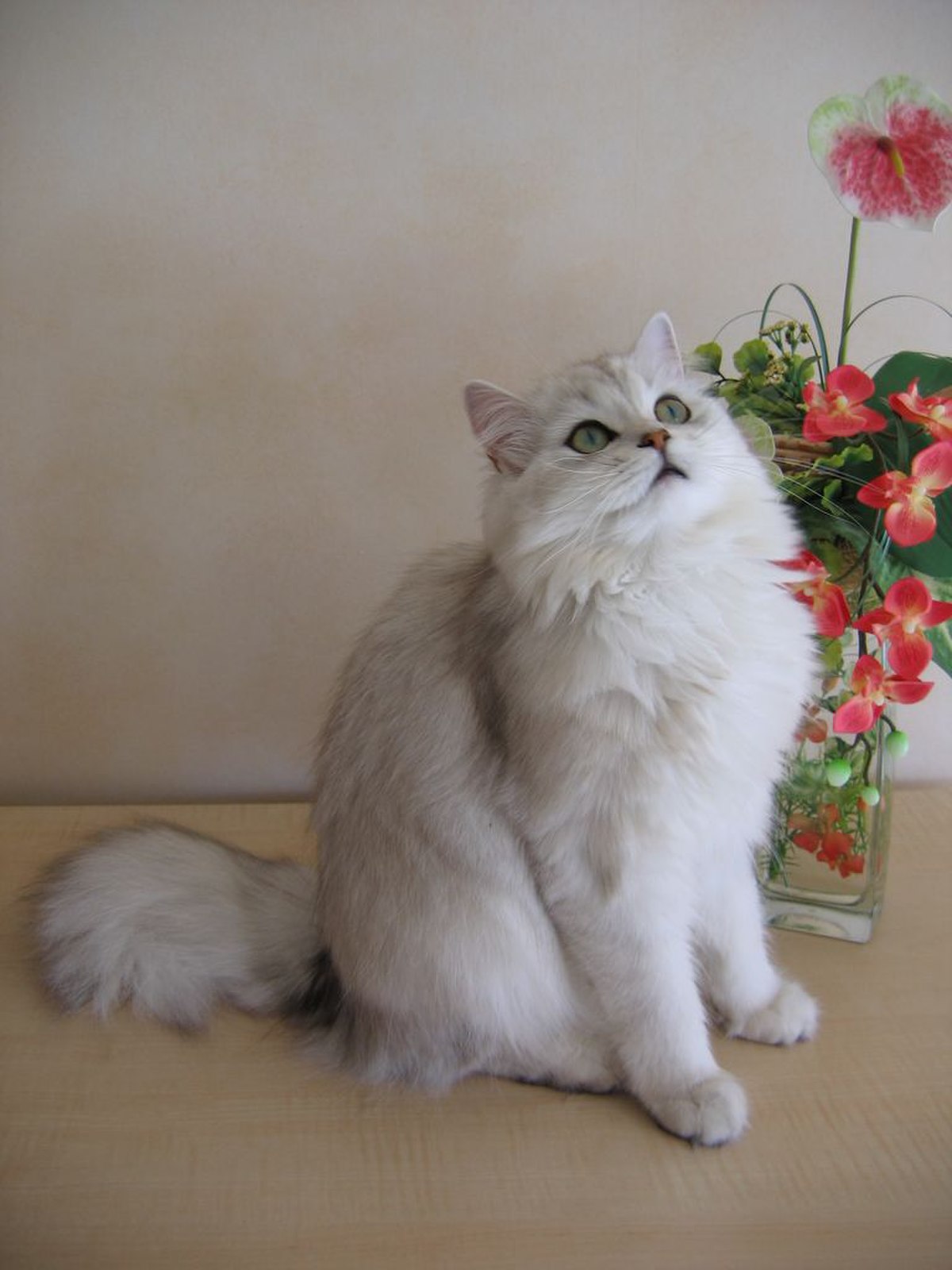 British longhair
