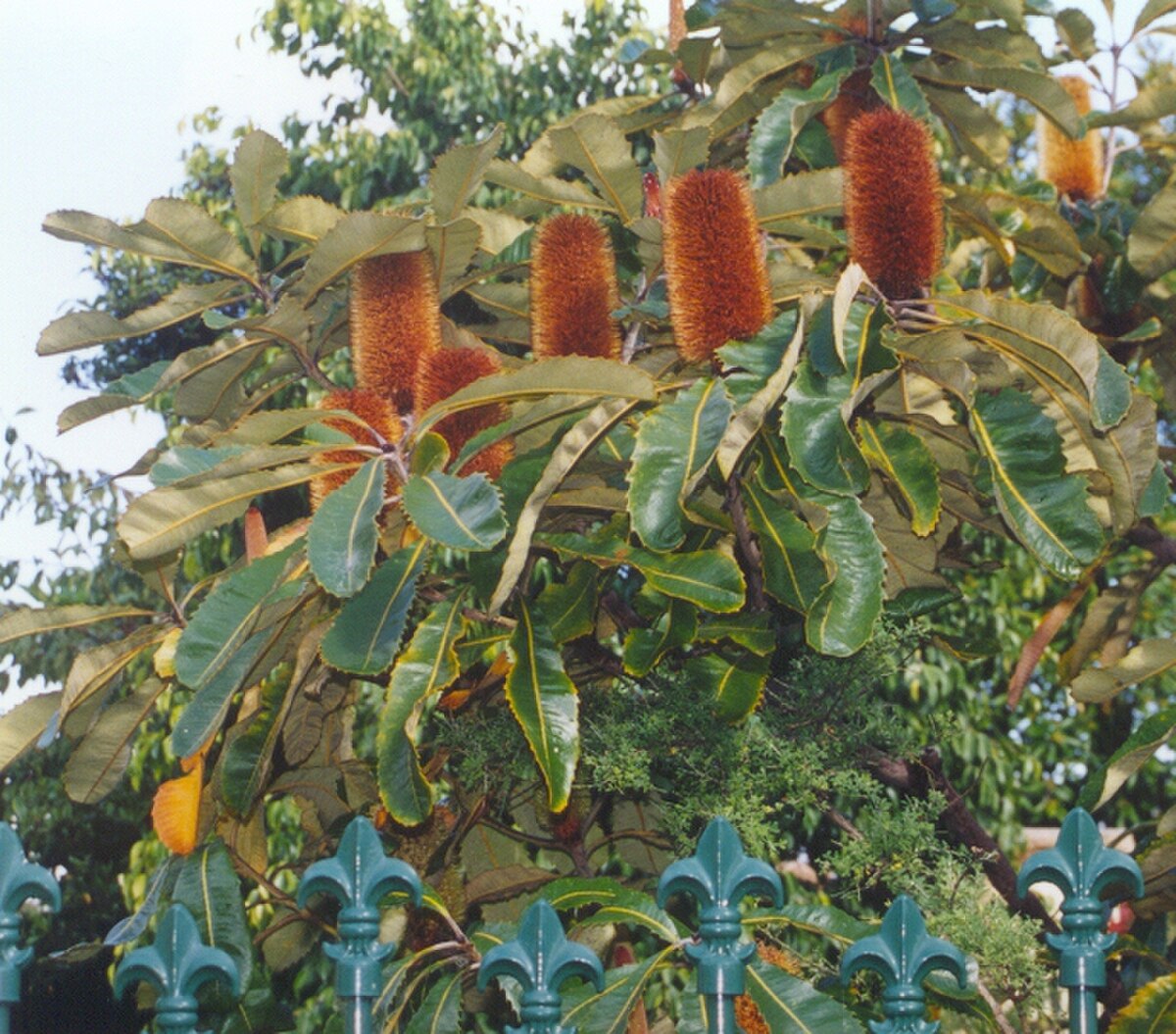 Banksia robur