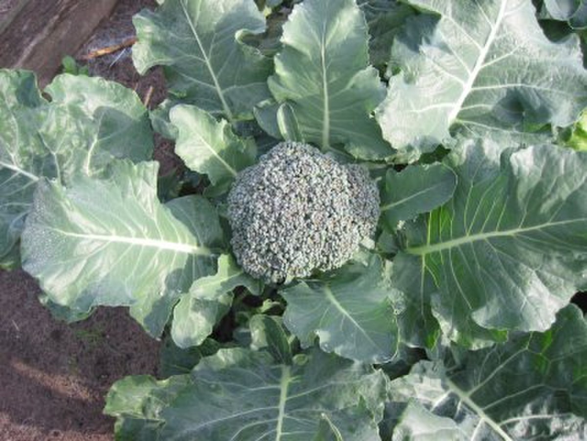 Brocoli