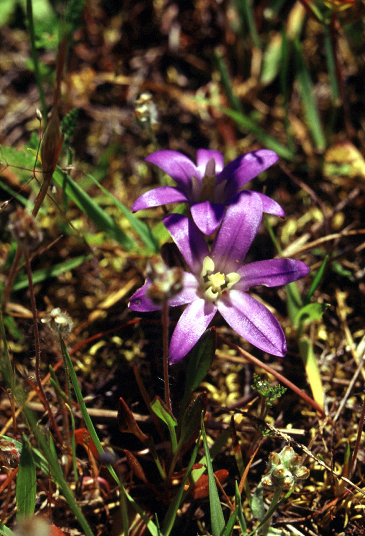 Brodiaea