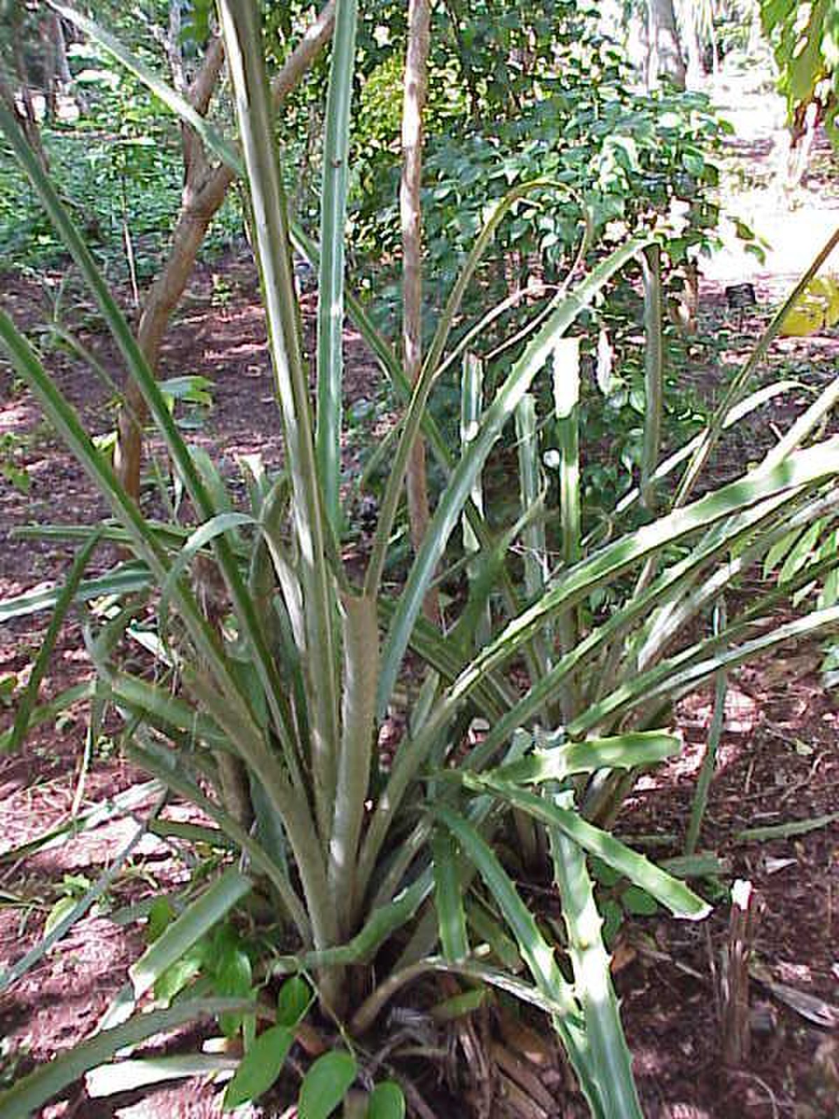 Bromelia