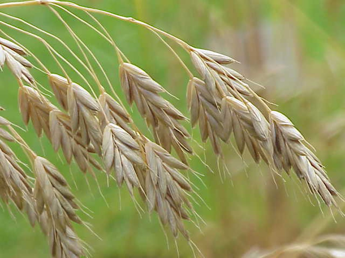 Bromus