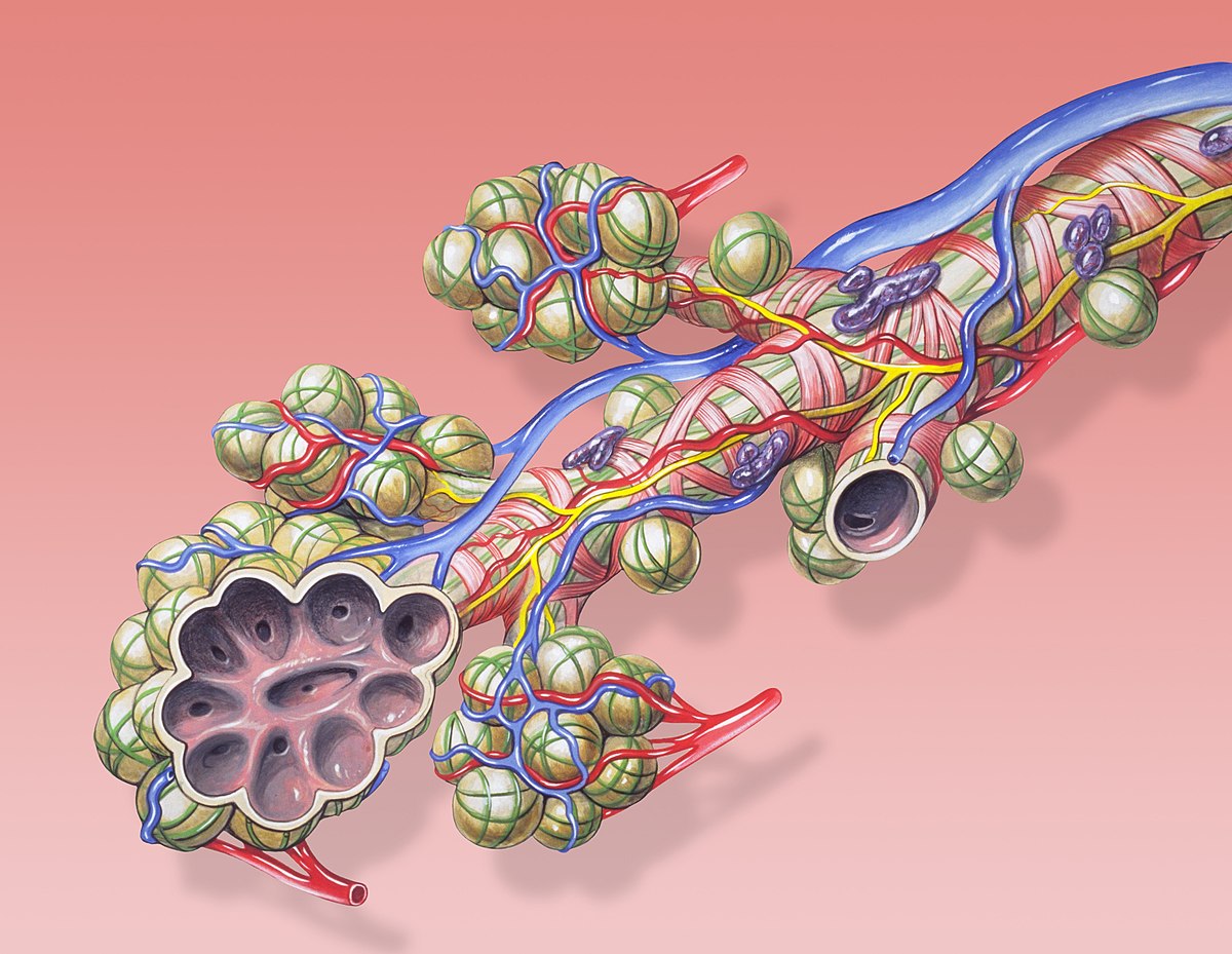 Alvéole (anatomie)