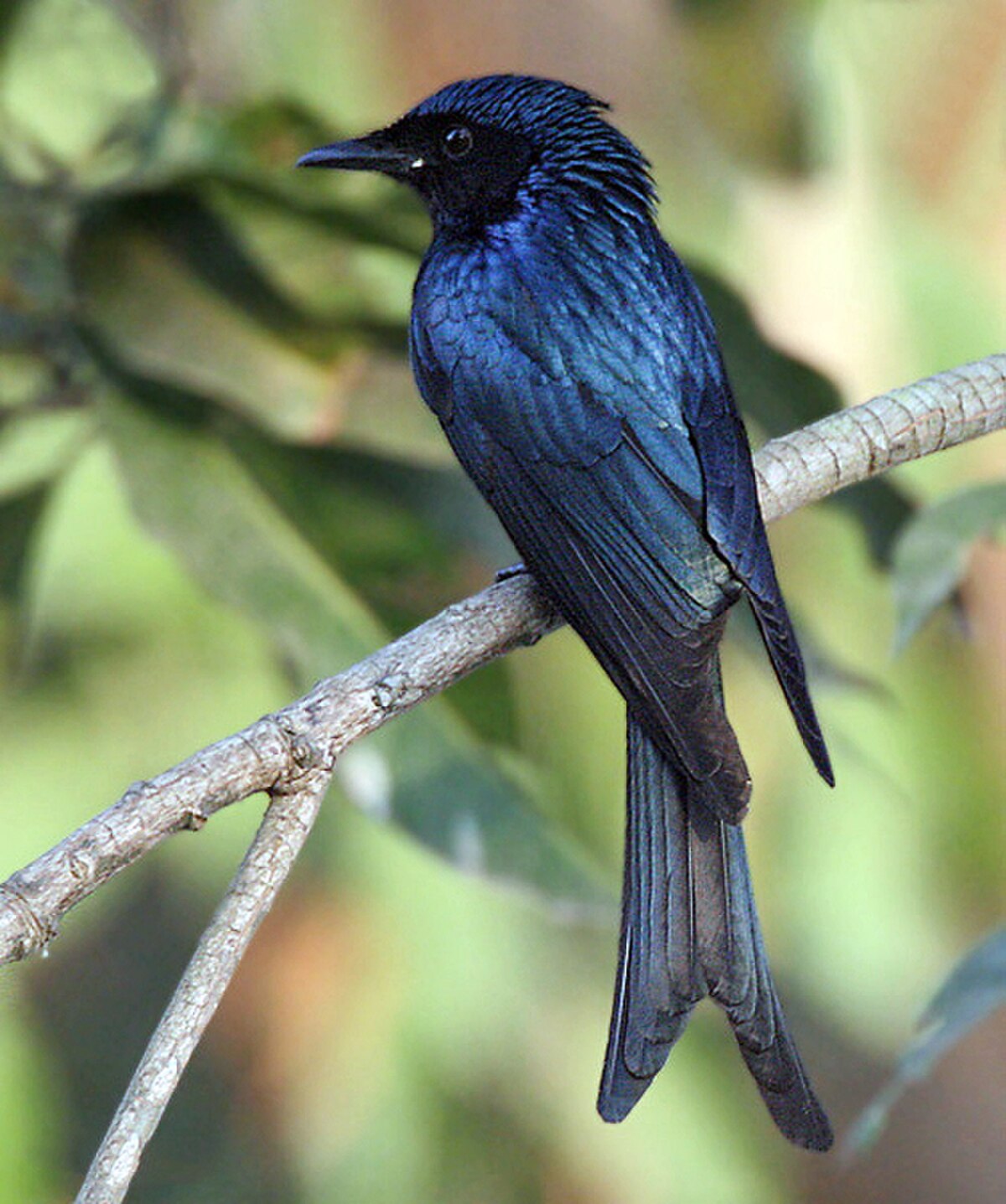 Drongo bronzé
