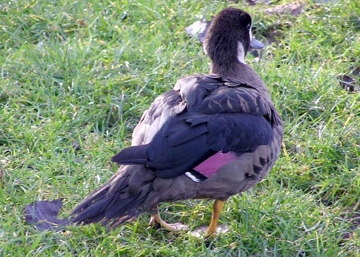 Canard à lunettes