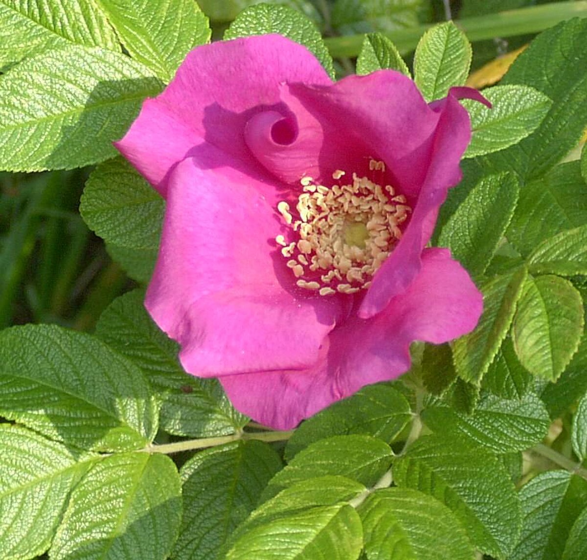 Rosa sect. Cinnamomeae