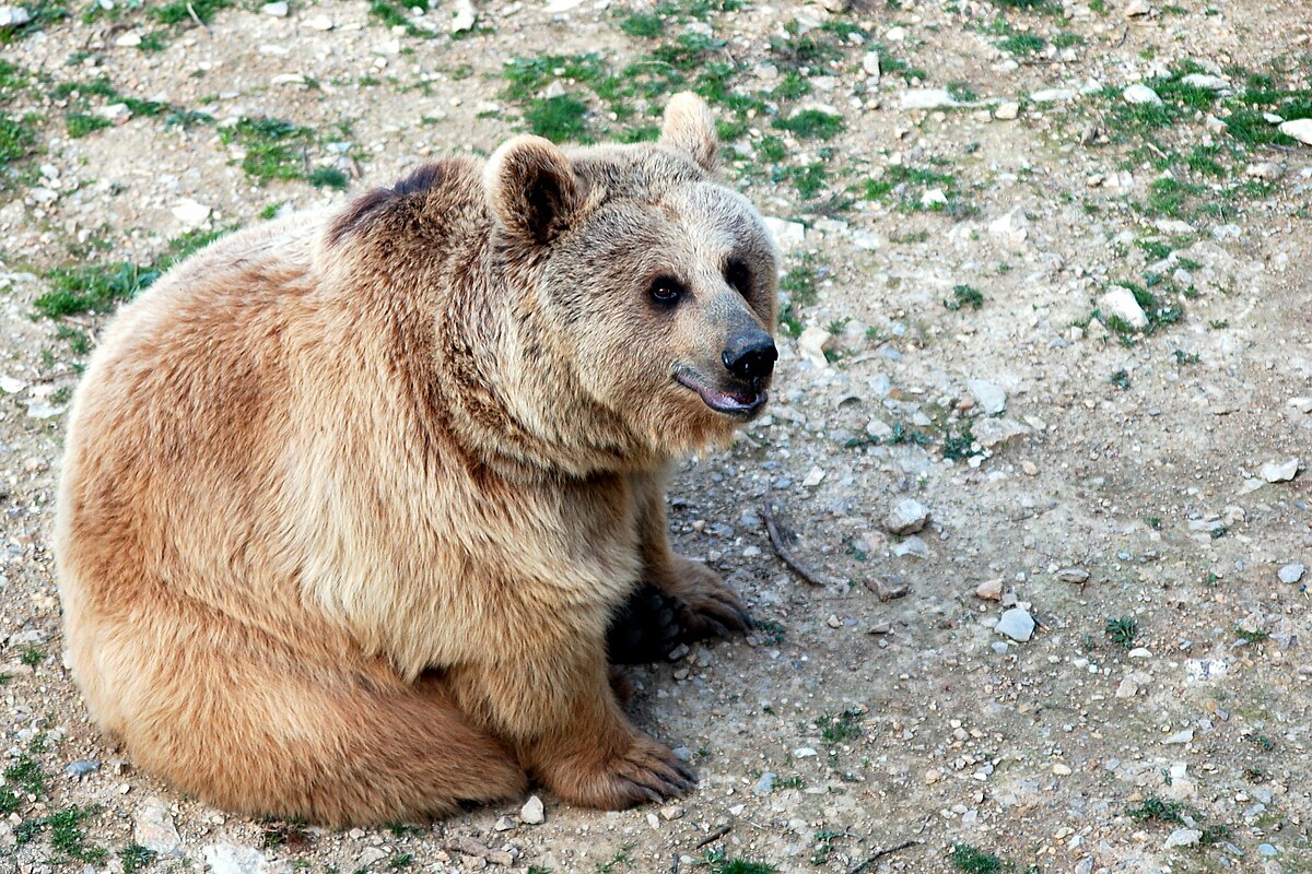 Ours brun de Syrie