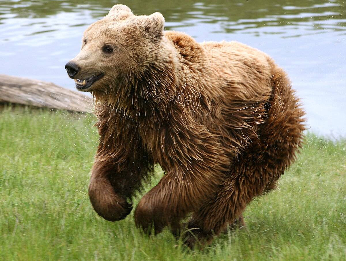 Ours brun