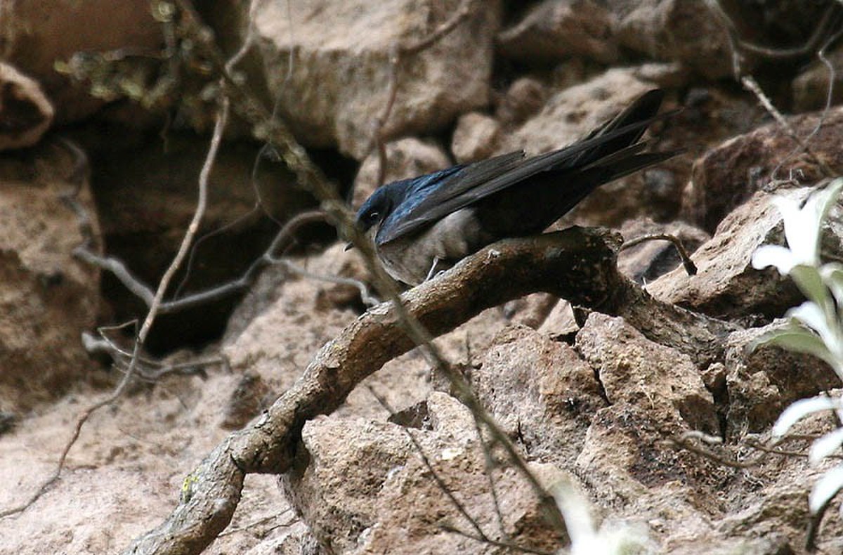 Hirondelle à ventre brun