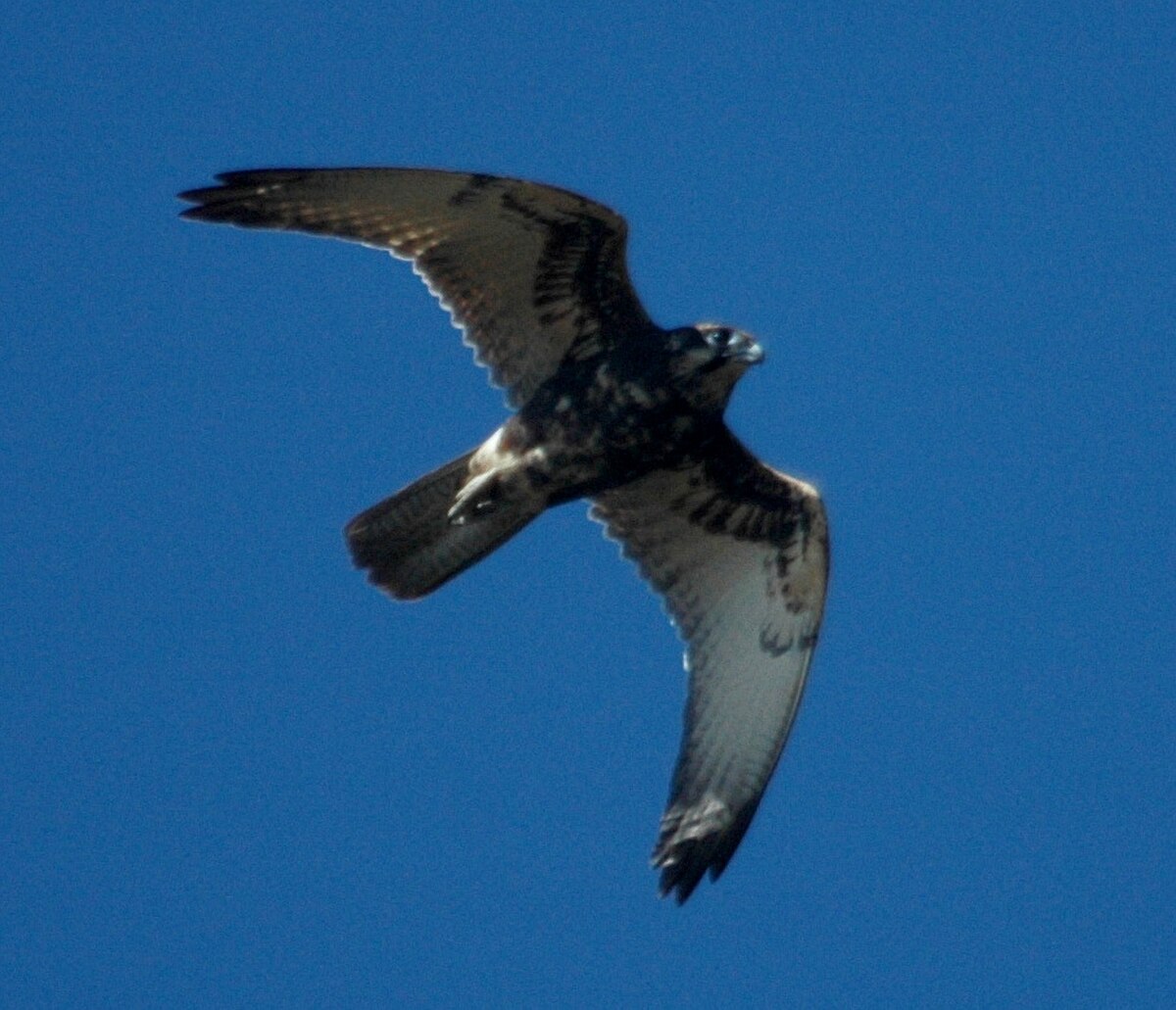 Brown Falcon flight bowra mar08a.JPG